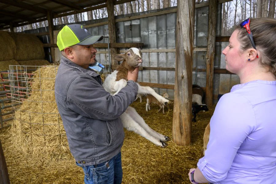 A man in a gray jacket and neon green cap holds a young brown and white goat in a barn, while a woman in a lavender shirt looks on; straw covers the ground and hay bales are stacked behind them.
